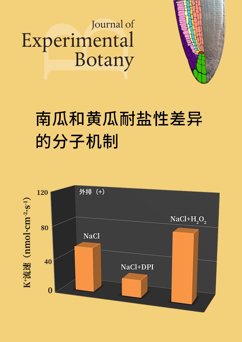 南瓜和黄瓜耐盐性差异的分子机制